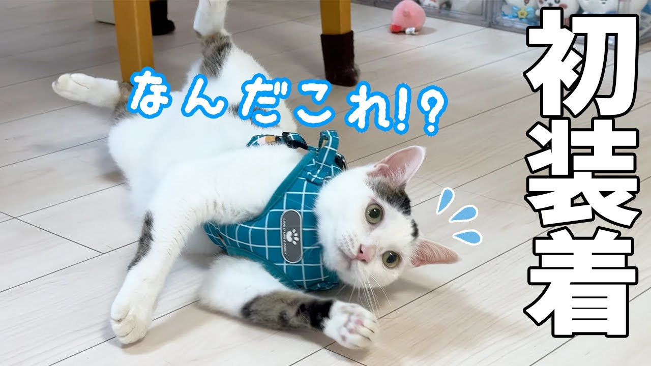 緊急時に備えて初めてハーネスを猫5匹に挑戦したら大変でした…