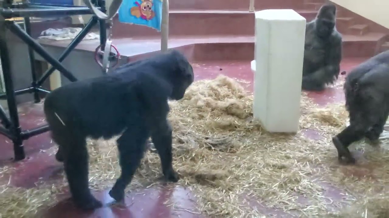 Gorillas