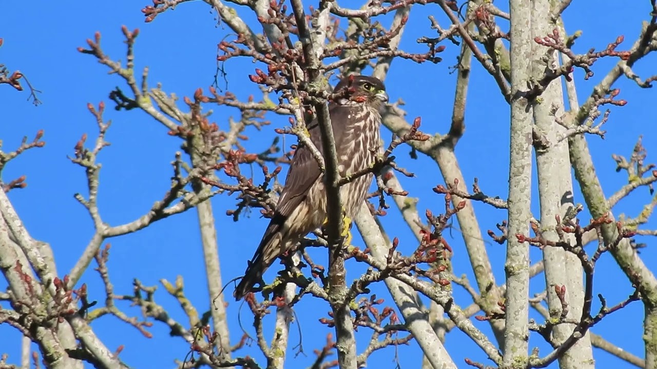 1/18/26 - Black Merlin Falcon in the deciduous tree (flies out at end)