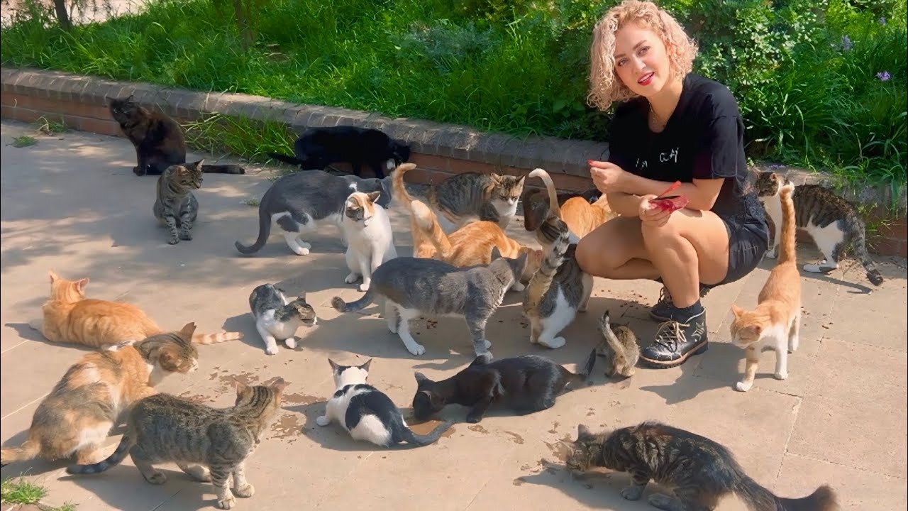 Feeding Over 30 Stray Cats in Park : Playing with Istanbul&rsquo;s Street Cats 4K