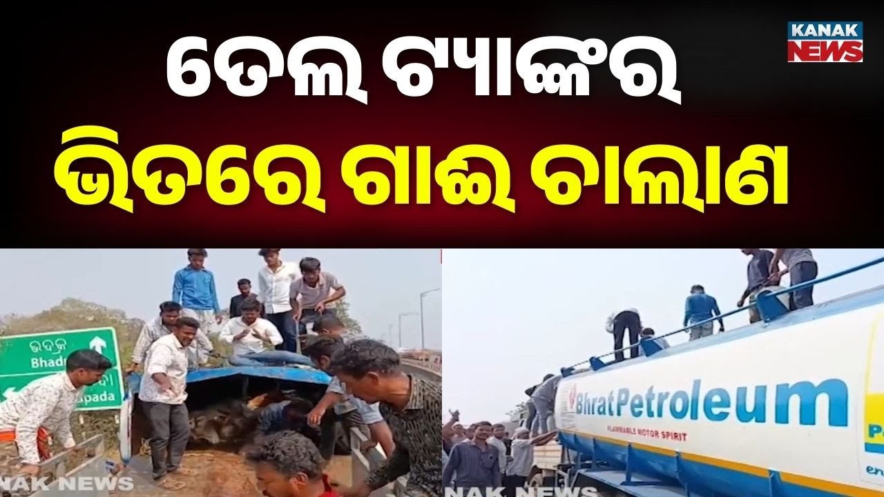 Shocking! Cattle Smuggled Inside Oil Tanker in Bhadrak | 30+ Cows Rescued