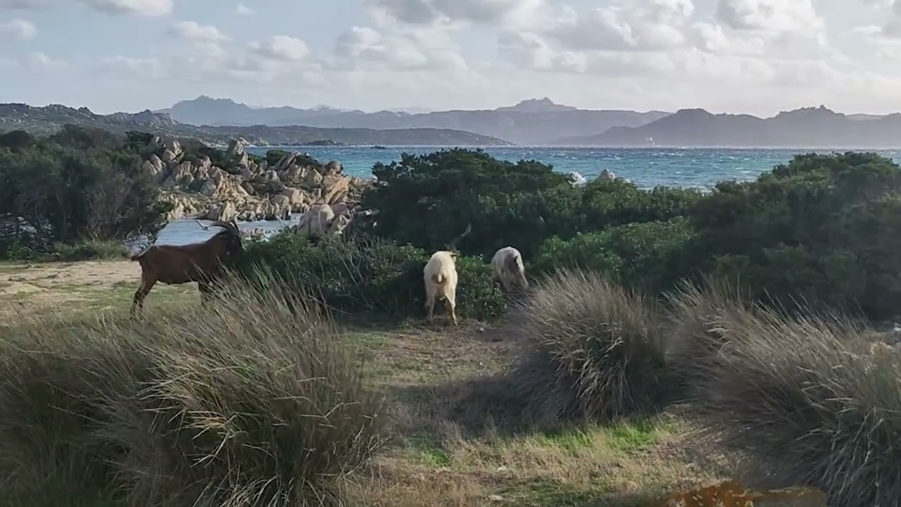 Le capre di Caprera: un patrimonio genetico unico, svelato a un convegno del Parco nazionale.
