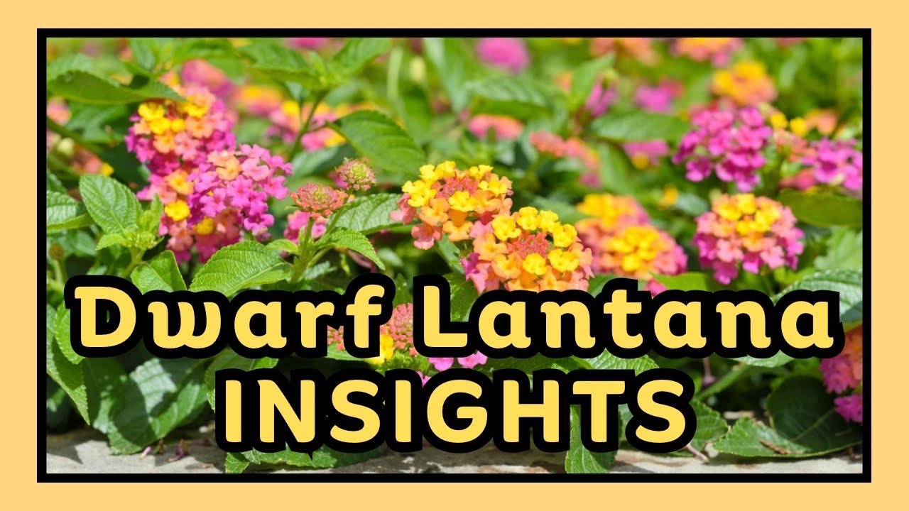 Dwarf Lantana Variety Surprise  #texasgardening  #flowergardening #lantana 