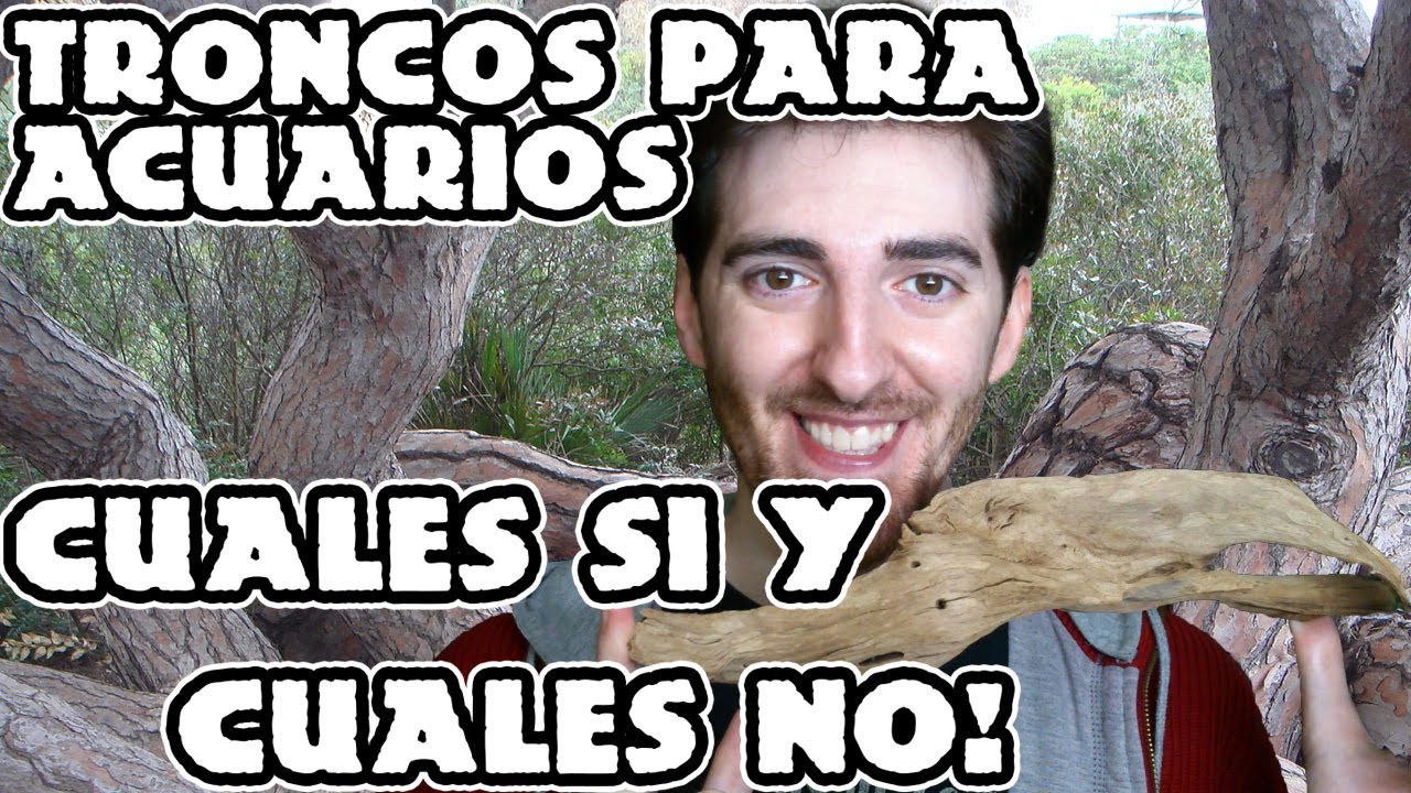 TODOS LOS TRONCOS PARA ACUARIOS, CÍCLIDOS AFRICANOS, CURAR OBSTRUCCIÓN INTESTINAL Y VEJIGA NATATORIA