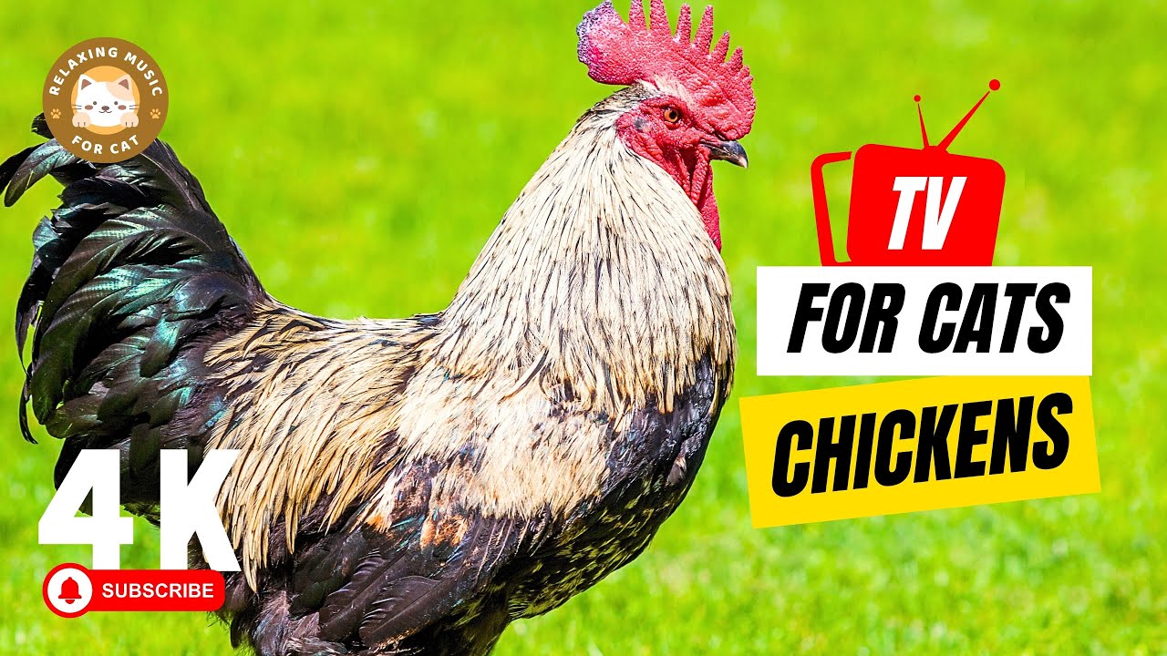 TV for Cats: Chicken Videos to Keep Your Kitty Entertained! 🐔 Relaxing Music for Cat