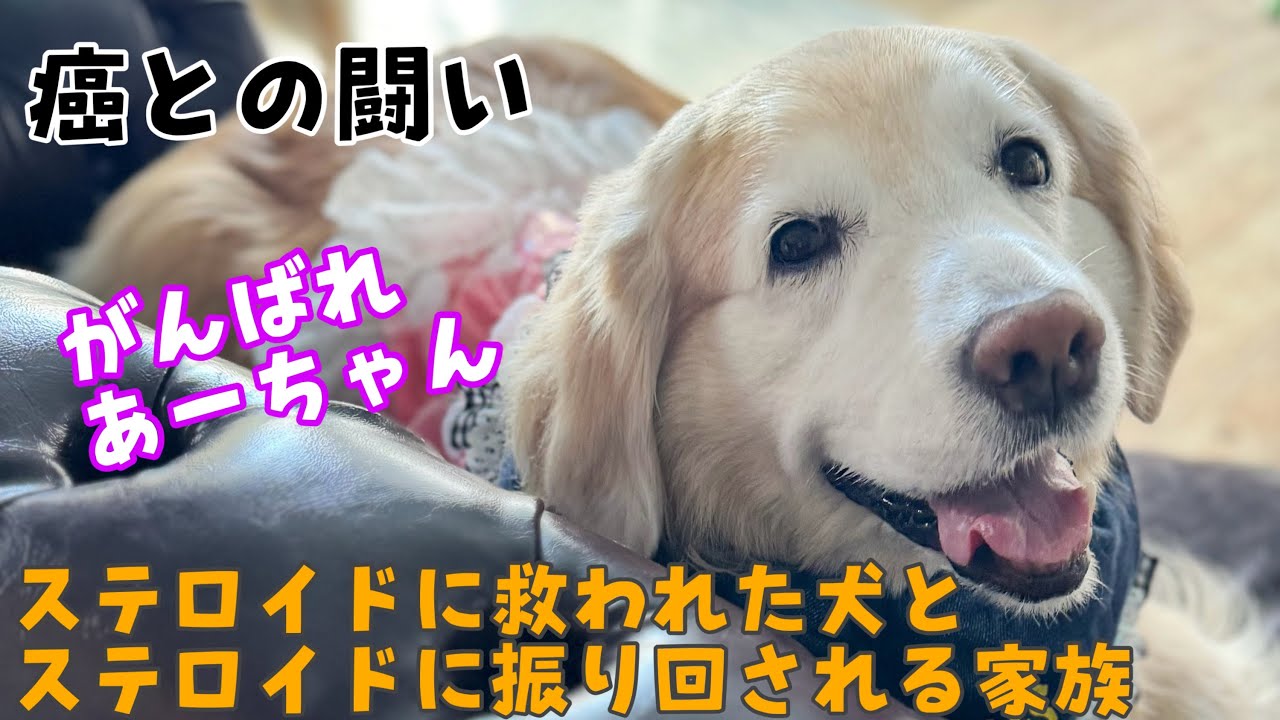 【癌との闘い】ステロイドに救われた犬とステロイドに振り回される家族【副作用】
