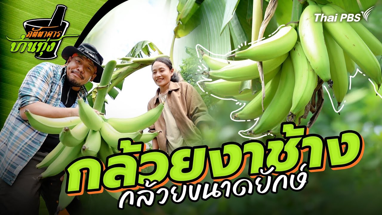 กล้วยงาช้าง | ภัตตาคารบ้านทุ่ง