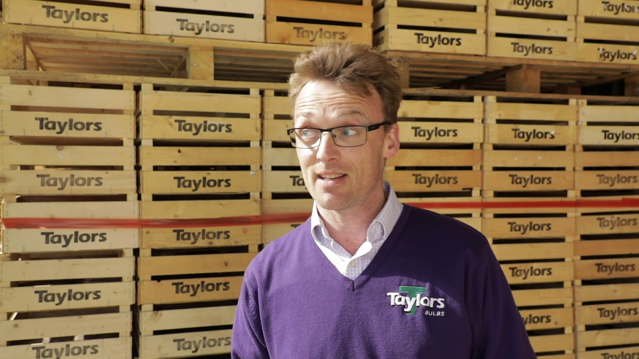 Taylors Bulbs   Daffodil Day 2019 v2
