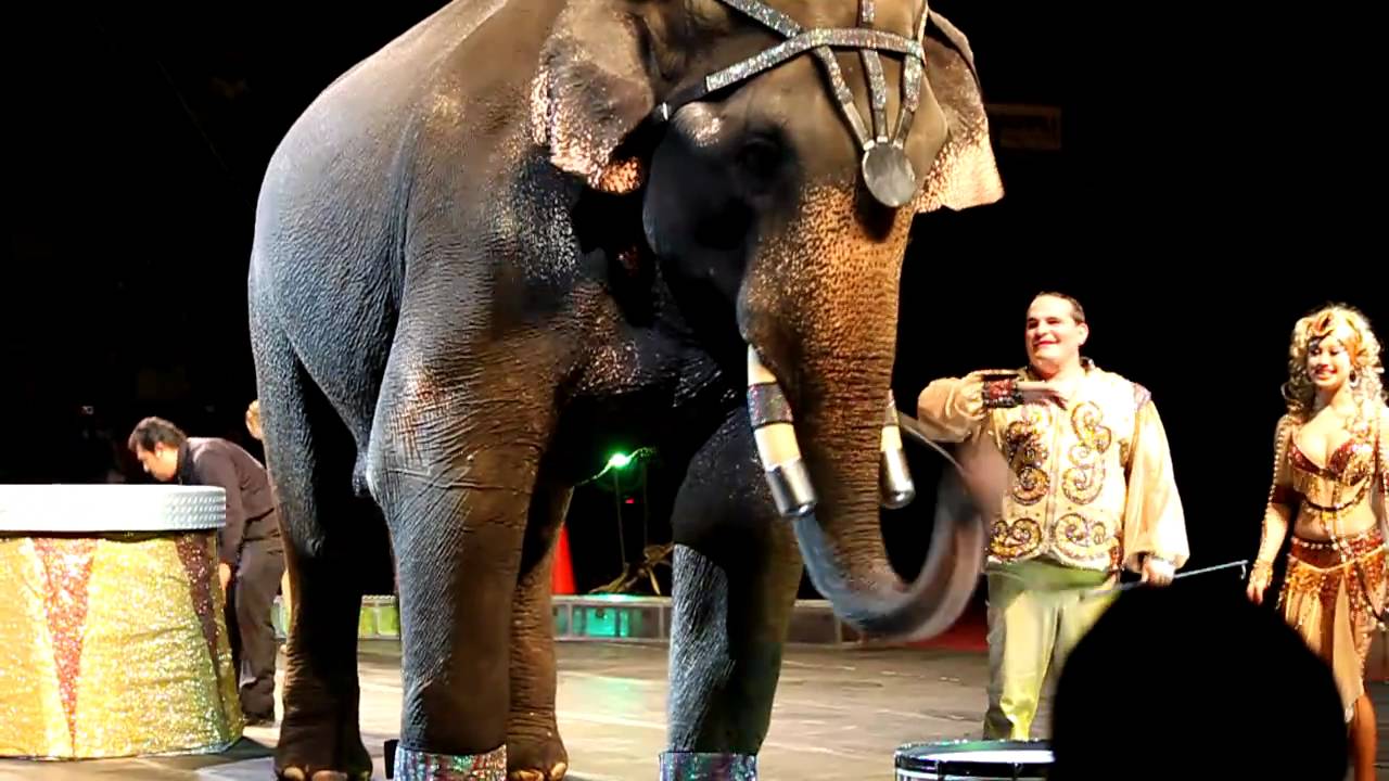 Bo - the Ben Hur Shrine Circus elephant