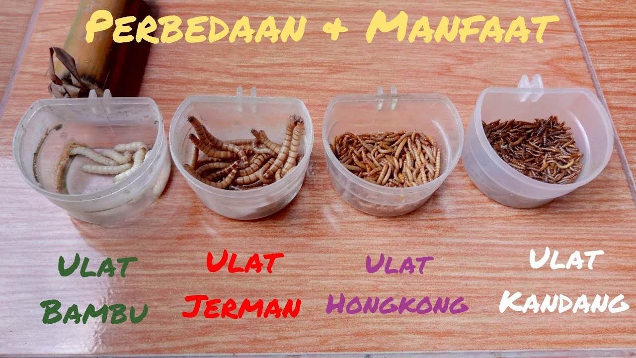 Ulat Kandang, Ulat Hongkong, Ulat Jerman & Ulat Bambu || Kicau Mania