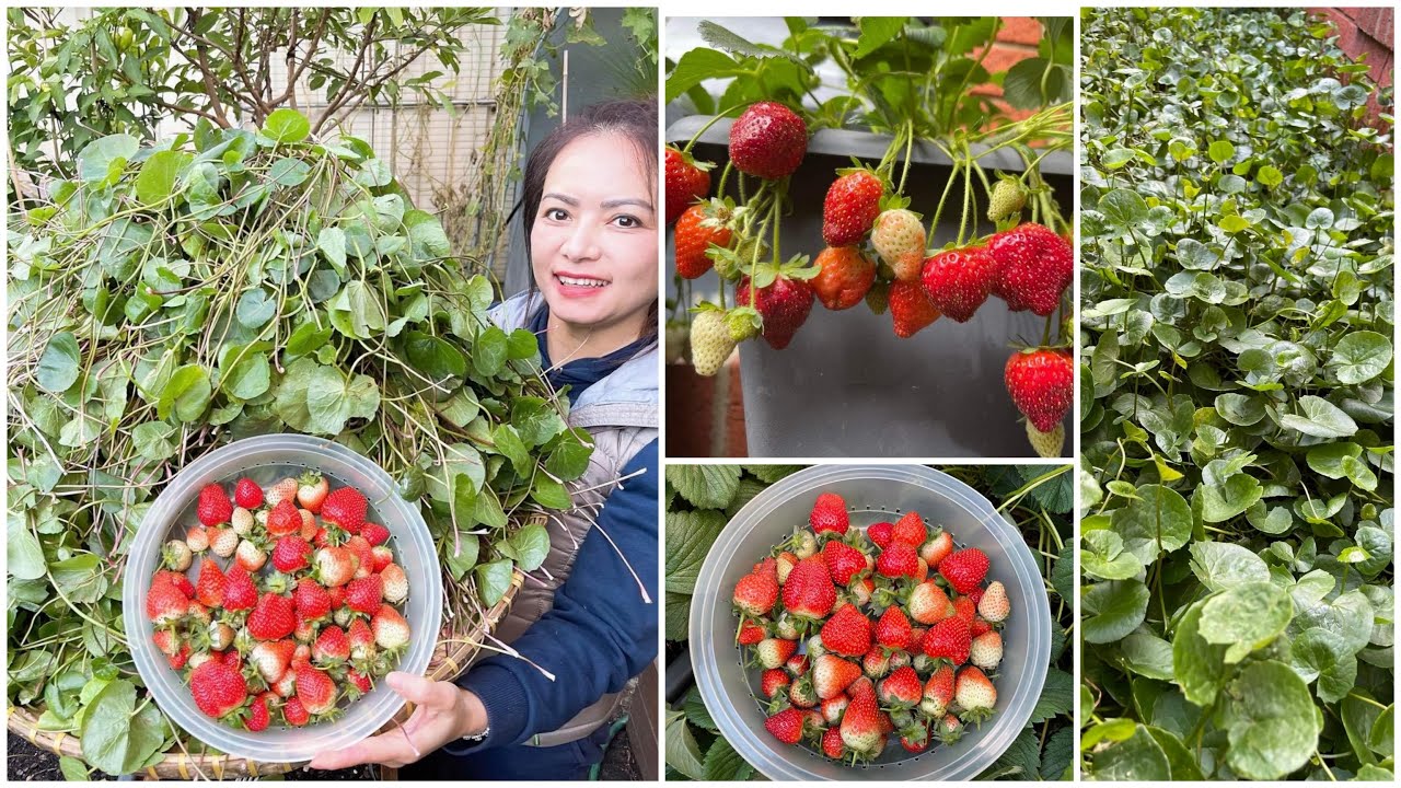 Nhổ một xề rau má khổng lồ, thu hoạch dâu tây sau vườn ở Úc/Sang La Úc Châu