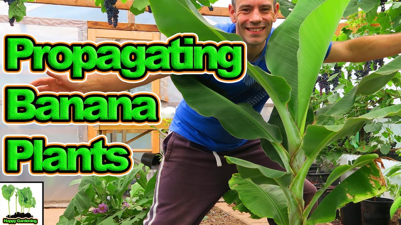 How To Propagate Banana Plants In Cold Climates