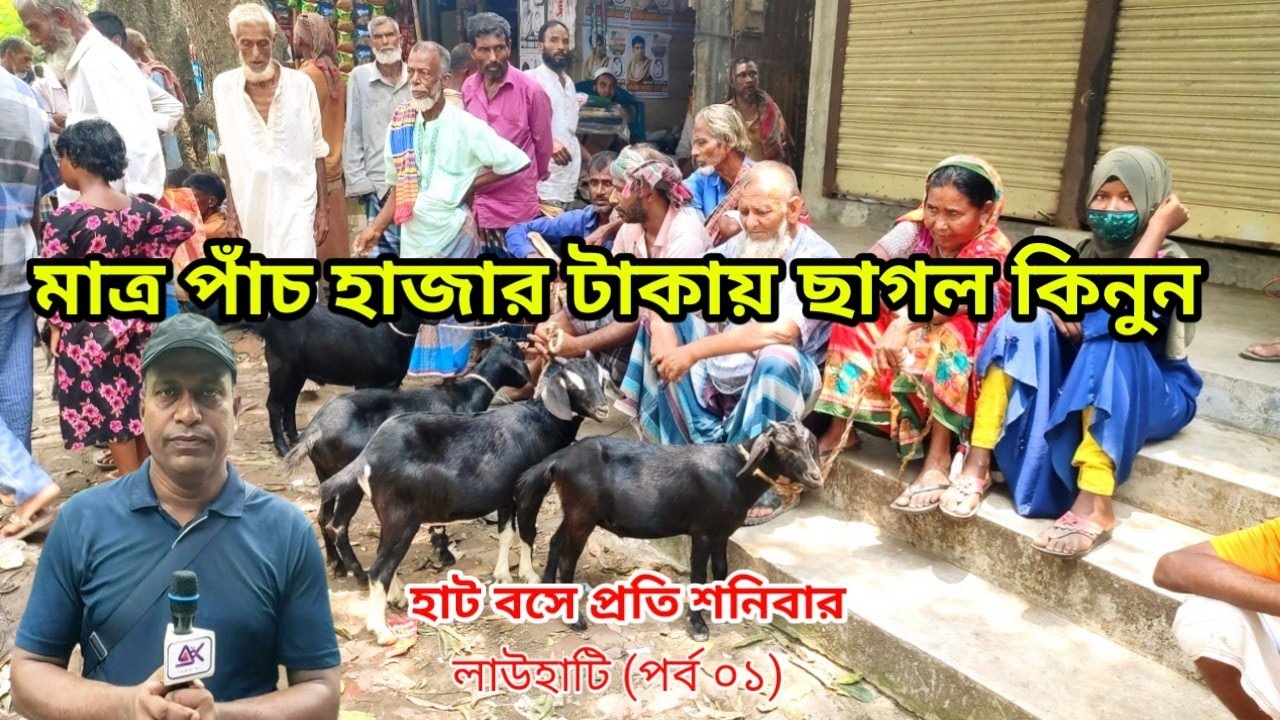 সবচেয়ে কম দামে ছাগল কিনুন এই হাট থেকে। মাত্র পাঁচ হাজার টাকায় ছাগল। টাঙ্গাইল