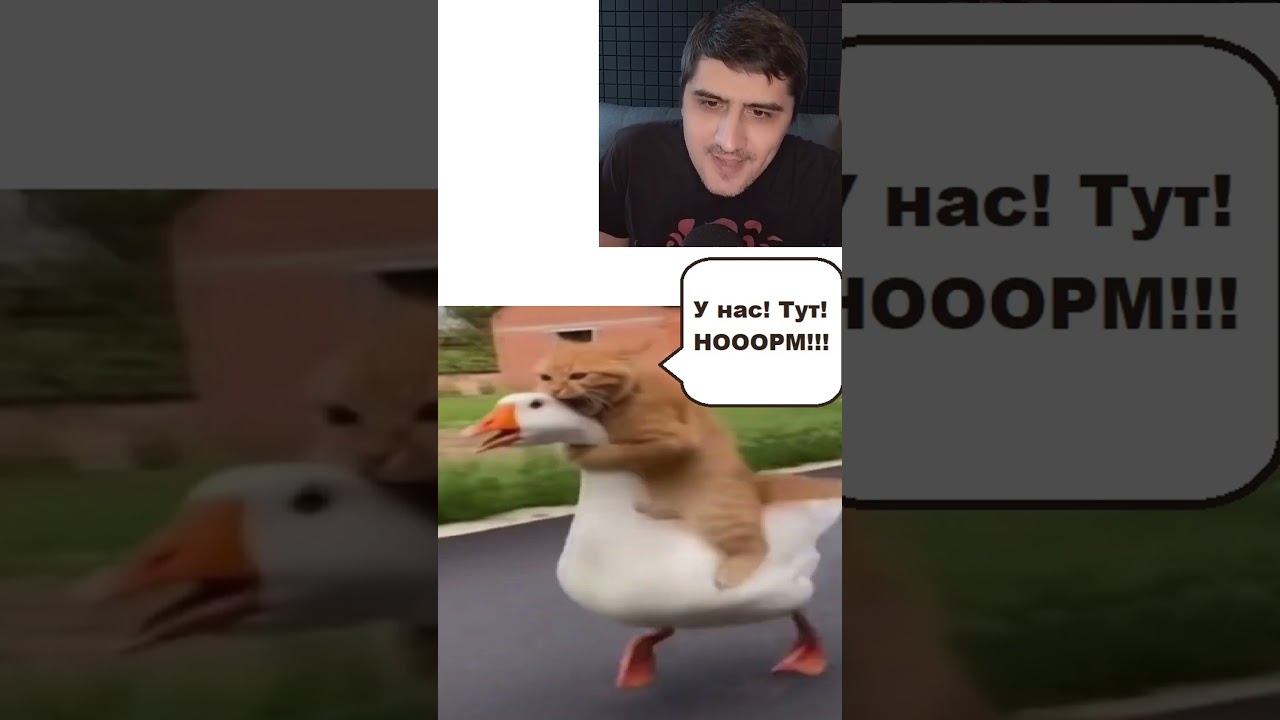 Мем про собаку в деревне