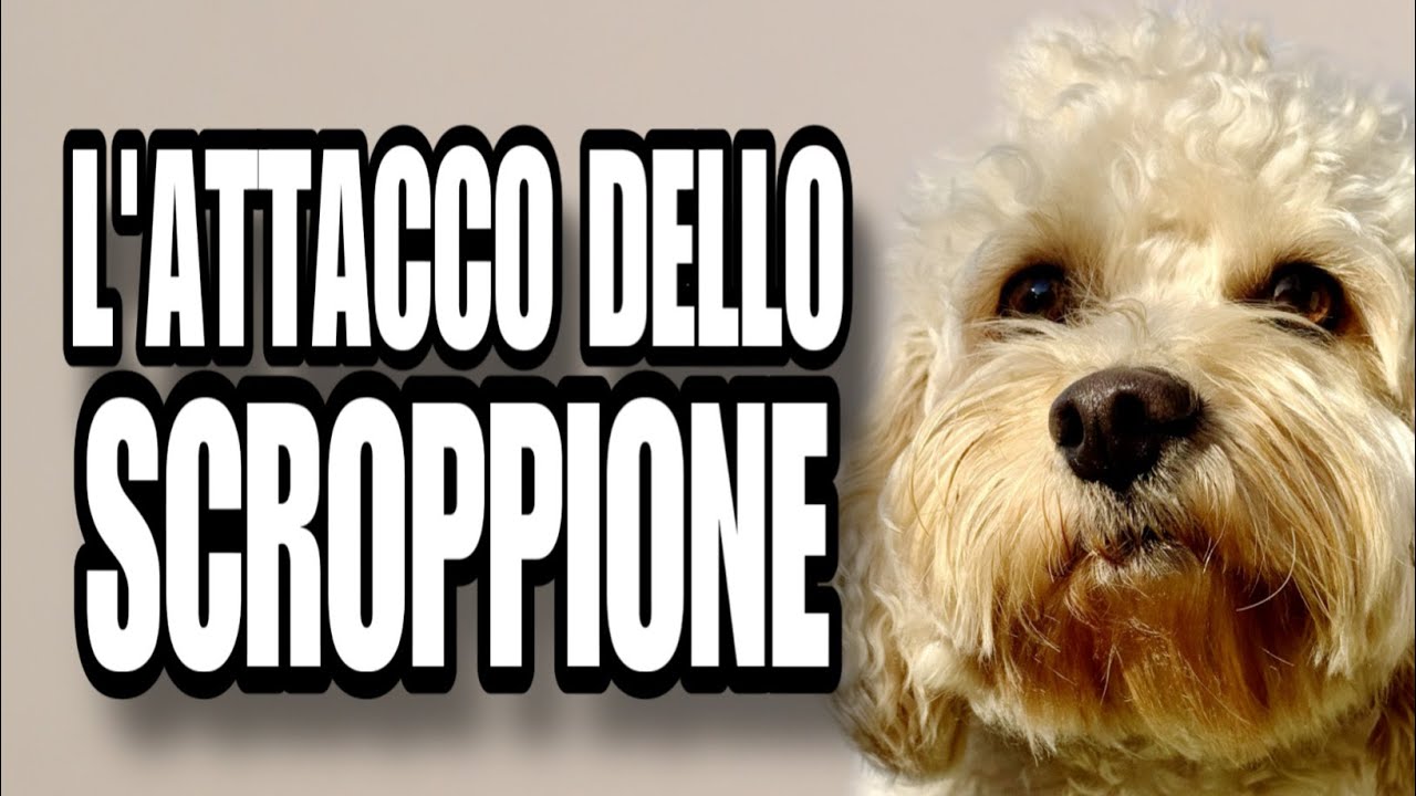 CHICOLLECTION Parte 6 - CHICO