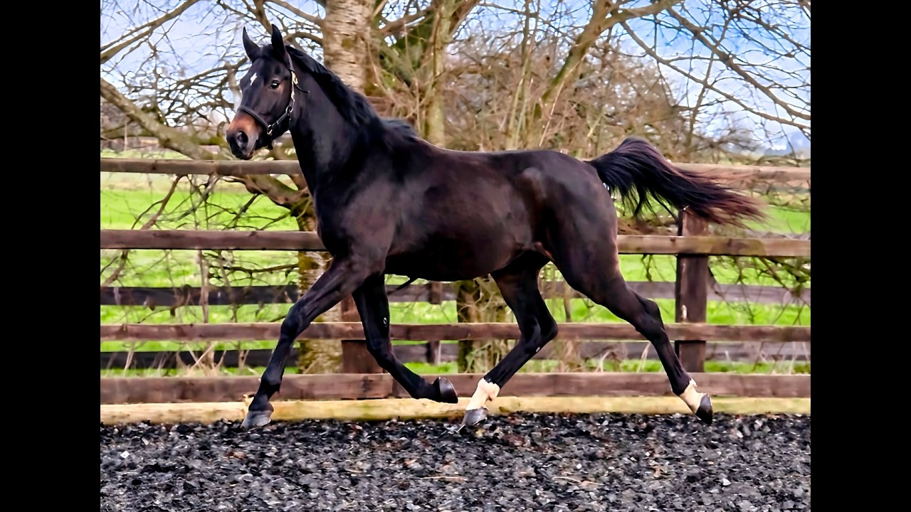 Available - Future Heiress - Contendro x Black Jack (Cornet Obolensky) x Heraldik - 2 yr old filly