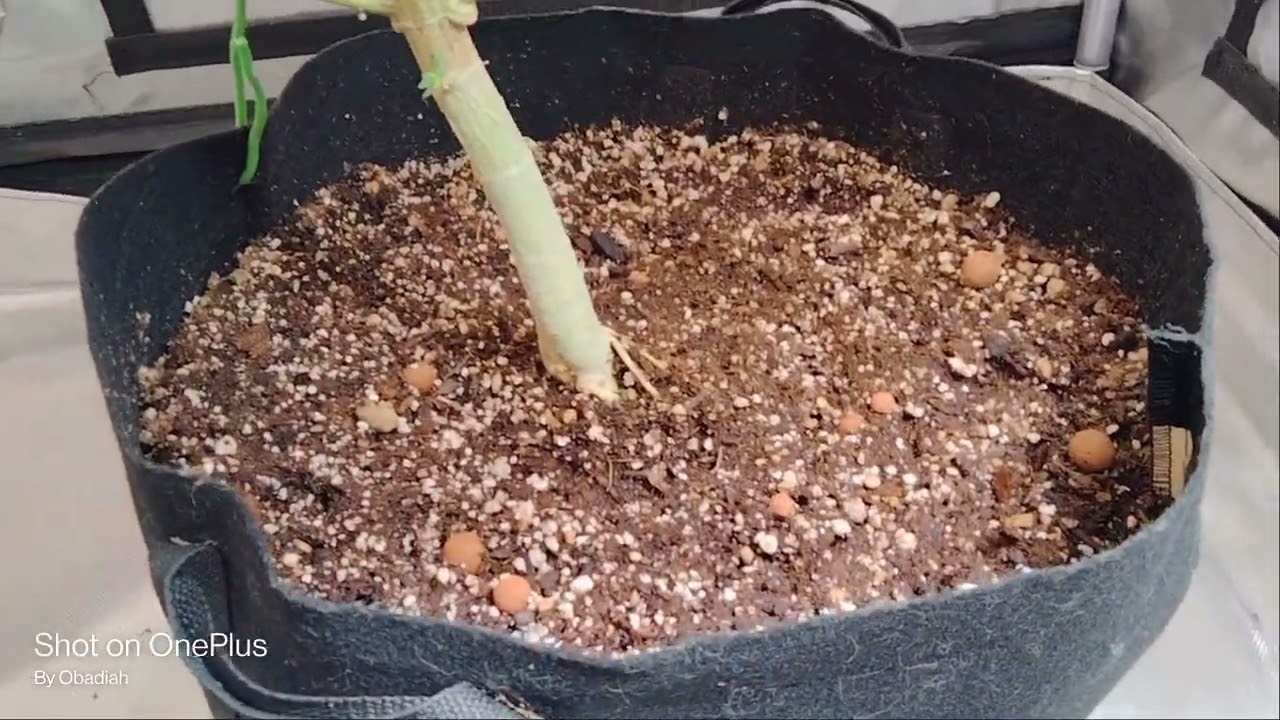 OBADIAHS GARDEN || Indoor Sativa  Bloom Week 8-9 || April 2022