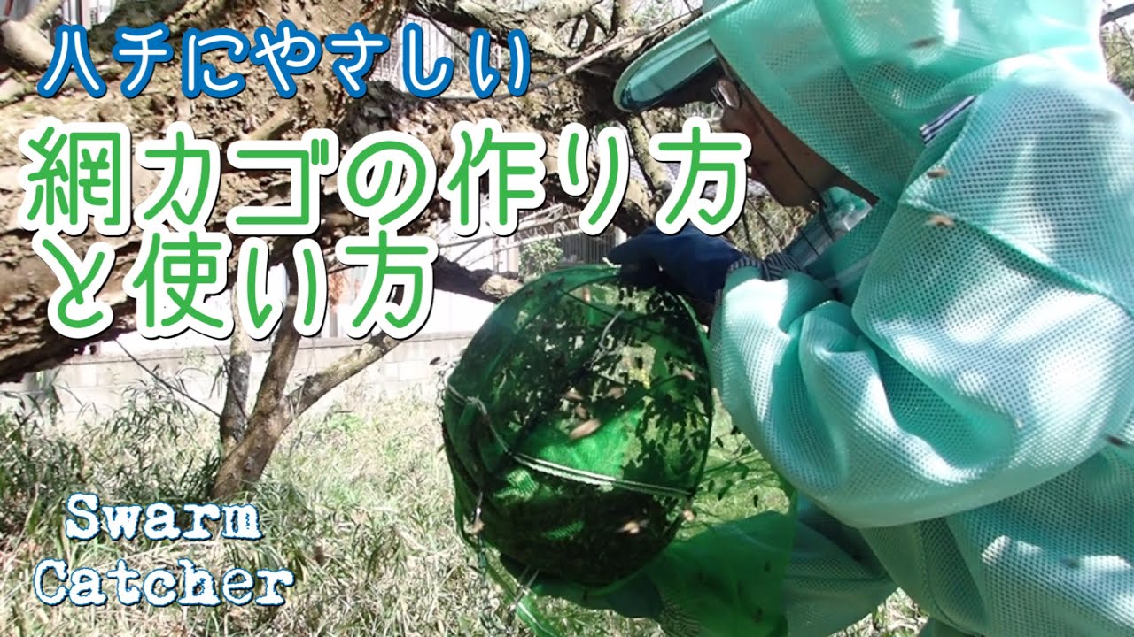 【日本ミツバチ】分蜂球をスムーズに取り込む❤️網カゴの作り方と使い方👍✨