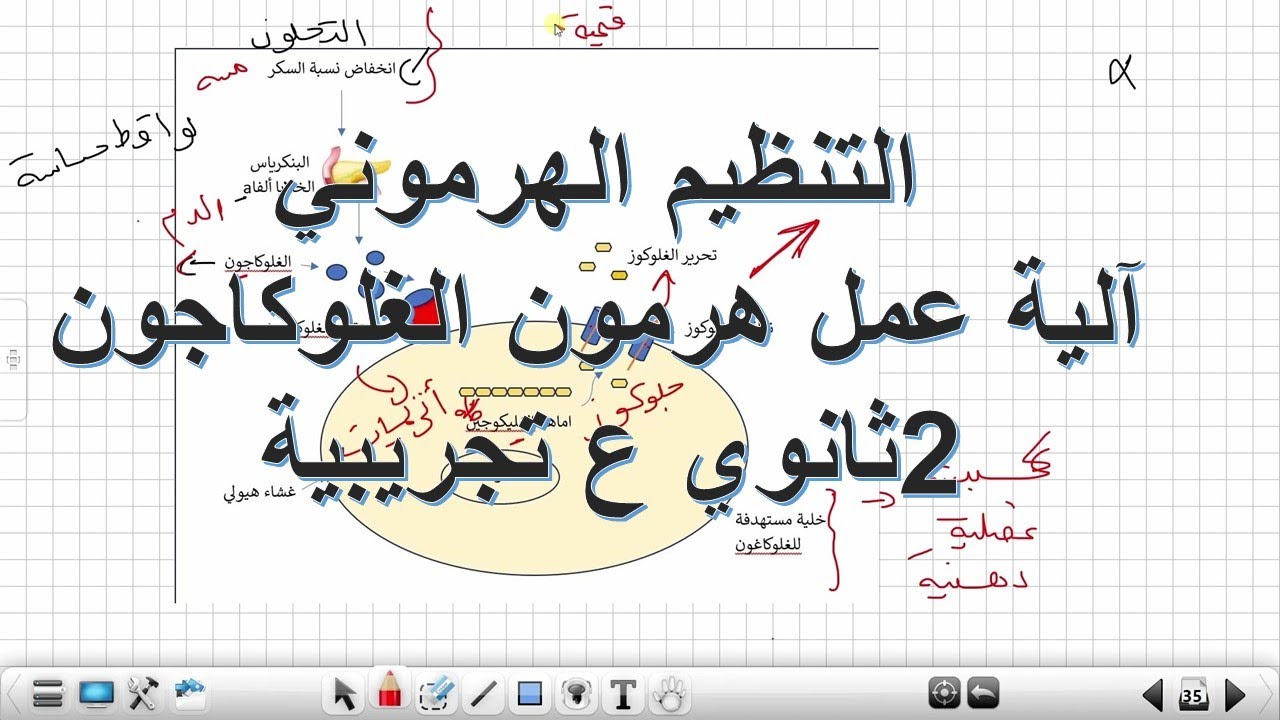 التنظيم الهرموني :طريقة عمل هرمون الغلوكاغون