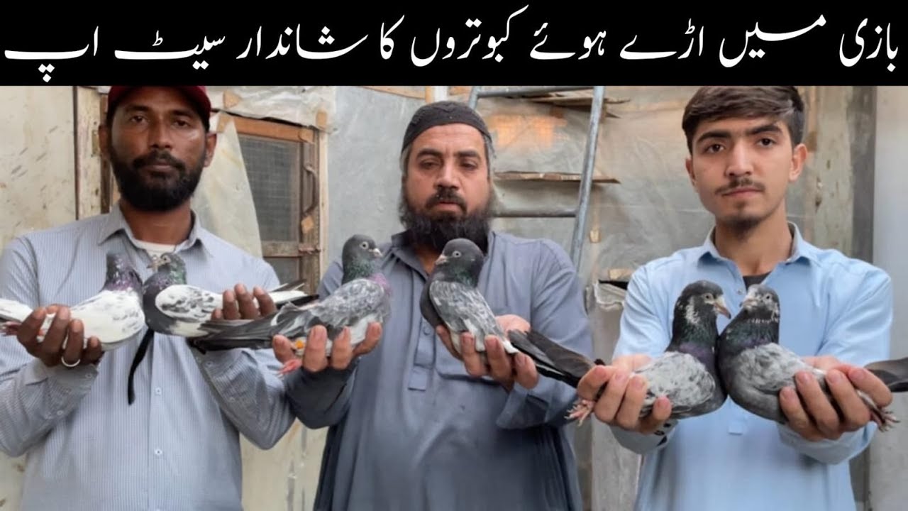 Highflyer Resulted Pigeons Setup Visit in Karachi Teddy Kamagar Golden Breeder Pairs & Baby Pigeons
