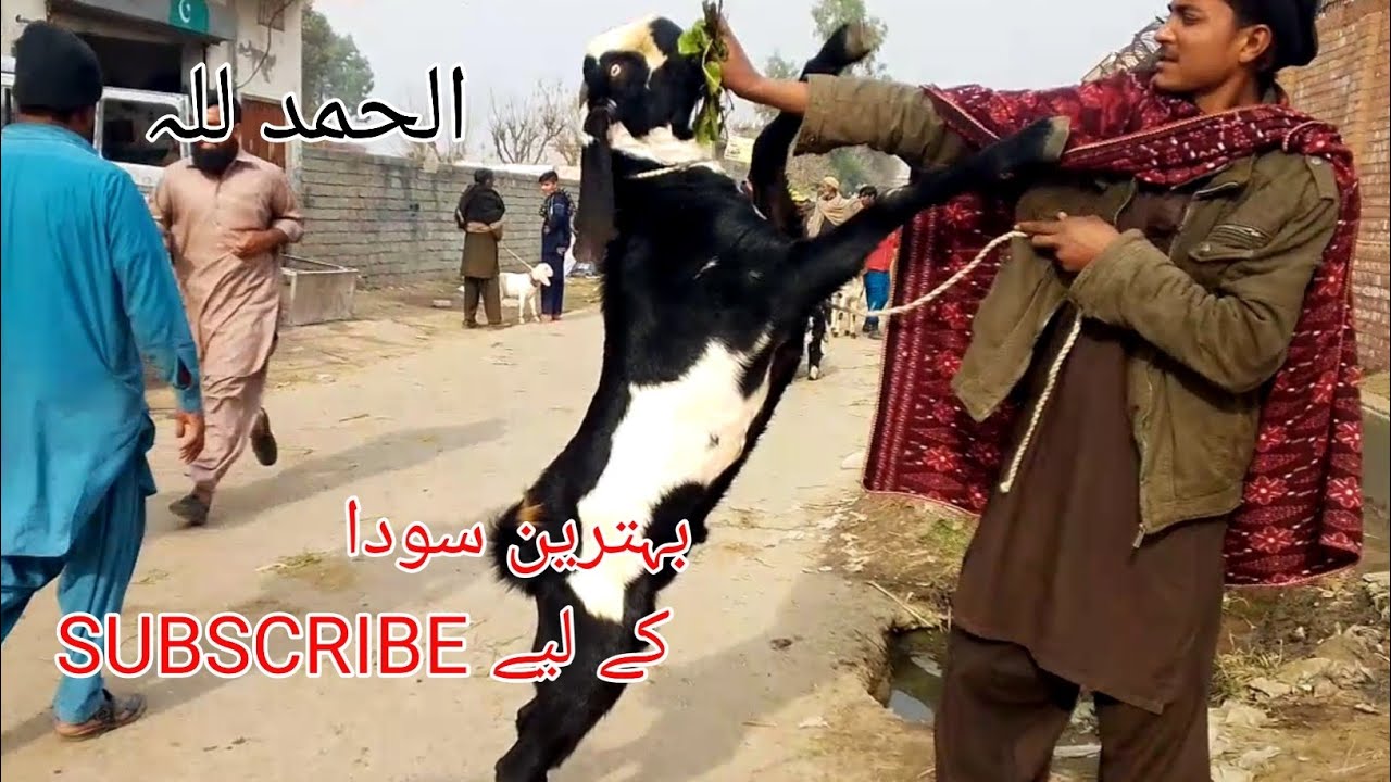 Live From Gondal Bakra Mandi – Cheap Price Bakra Deals | Usama Zamir Vlogs گوندل بکرا منڈی 