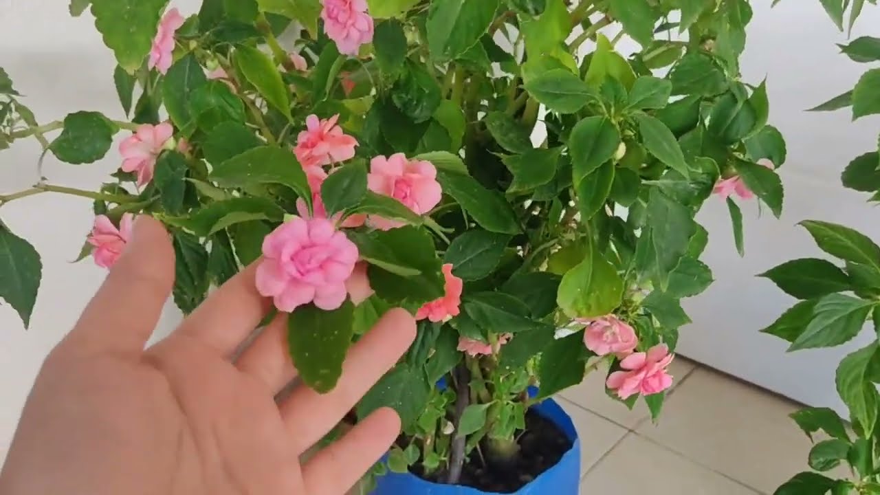 Cam güzeli çiçeği bakımı