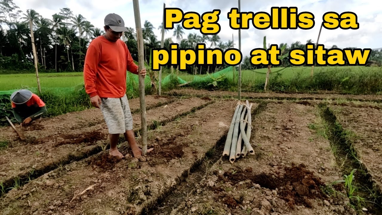 Pagttrellis sa pipino at sitaw