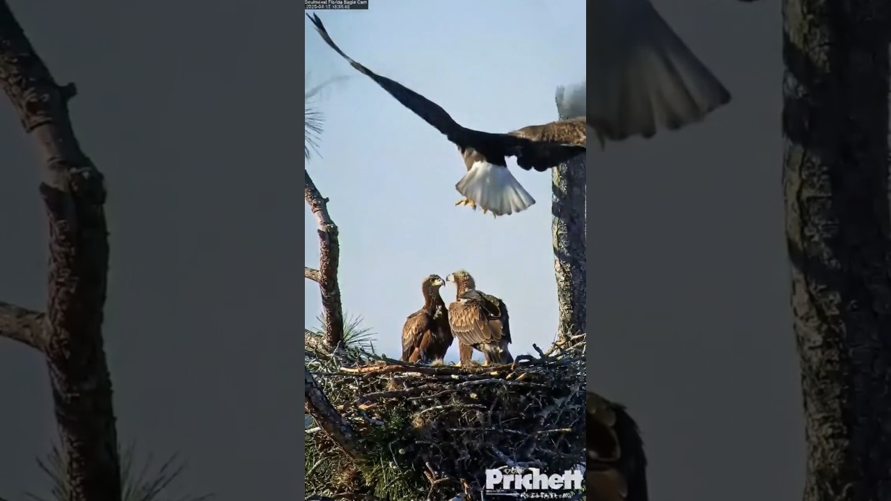 The Flight Training on the Nest 9:16 1 #wildlife #eagles #eaglets #parenting #flight #shorts