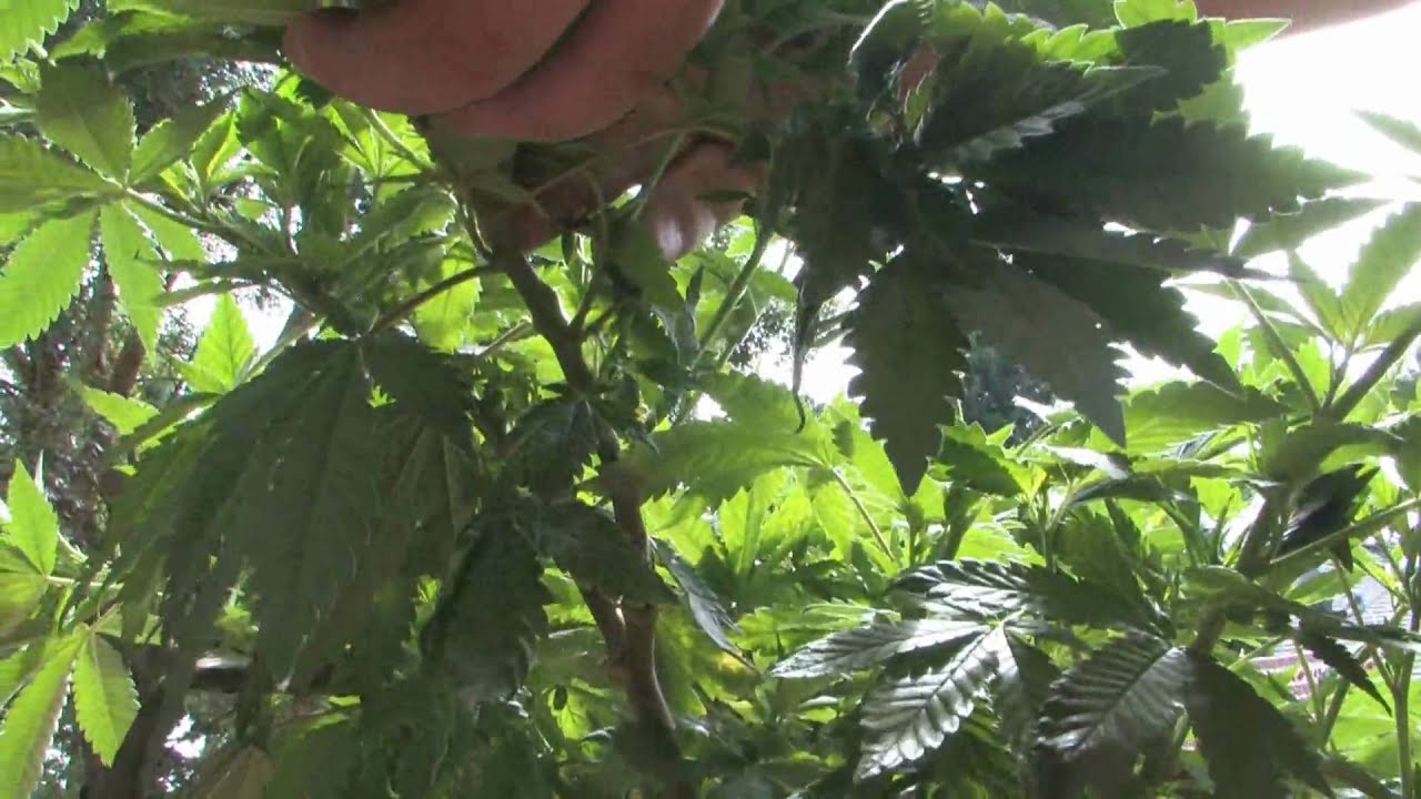 Cripit 2 Strain Oregon Outdoors 2010 Stoney Girl- Splitzo Grow