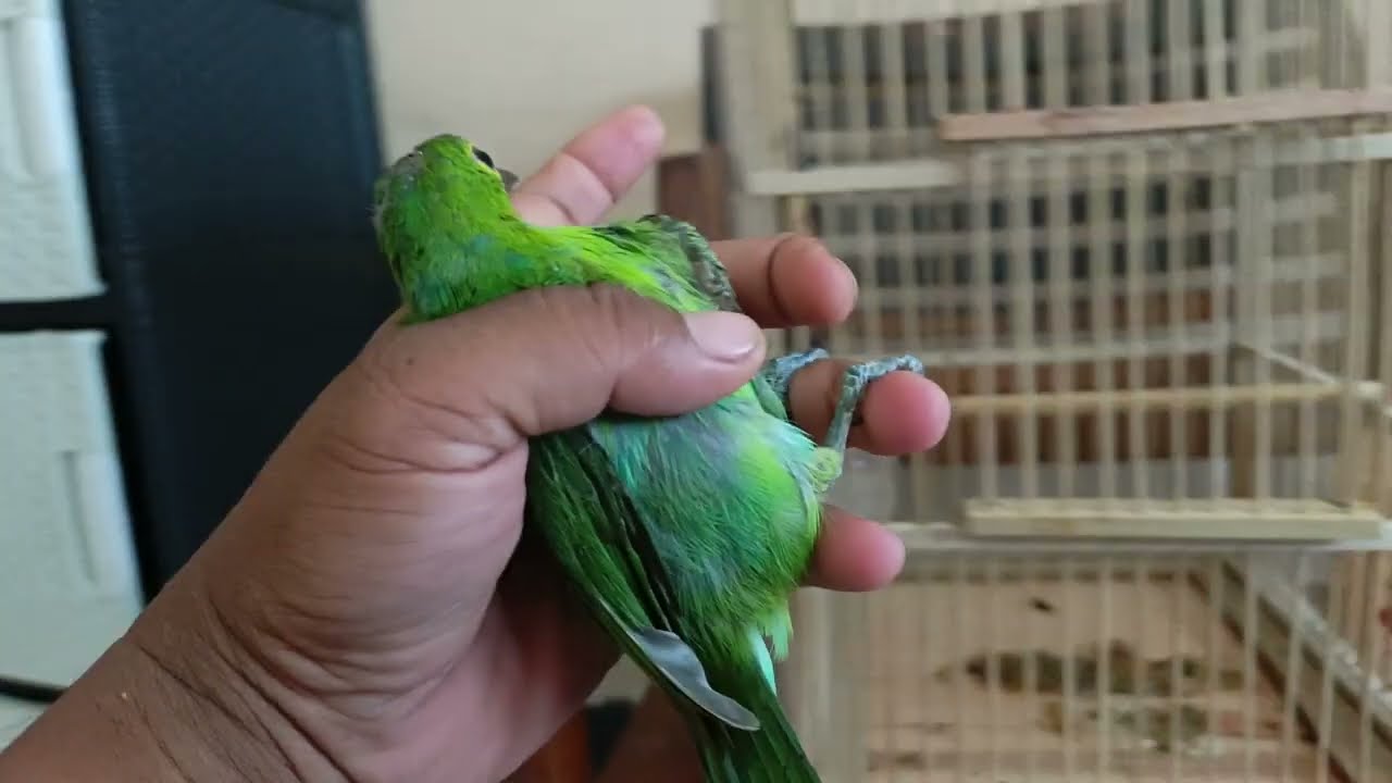 1,8 jt malah Dapat cucak ijo Betina