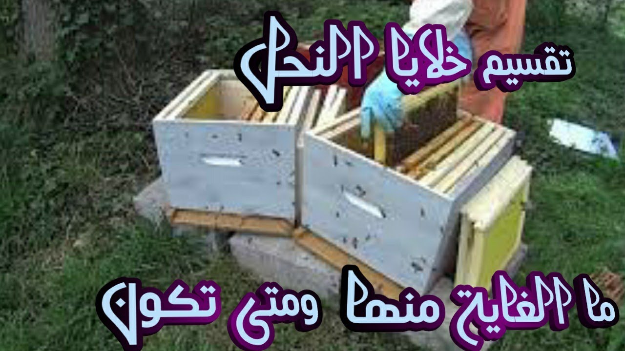 كيف يتم تقسيم خلية النحل ومتى ولماذا شرح مفصل ومبسط