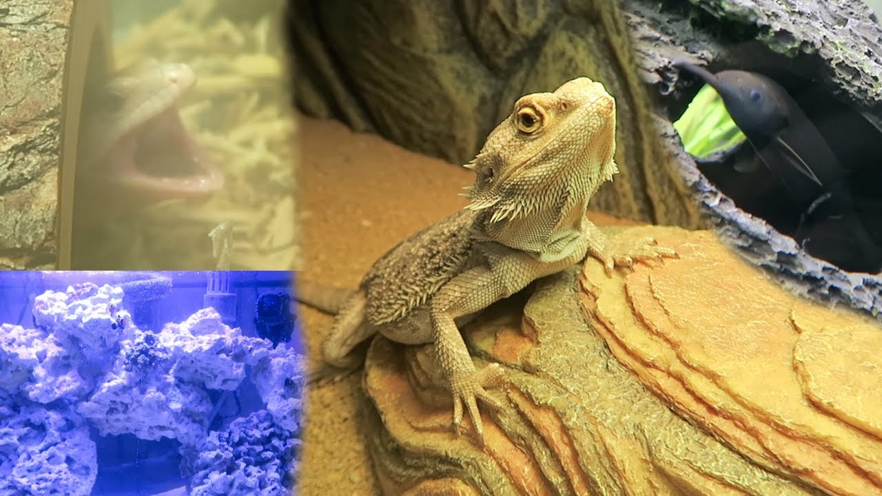 Finally Got a Bearded Dragon! (and other pet updates)