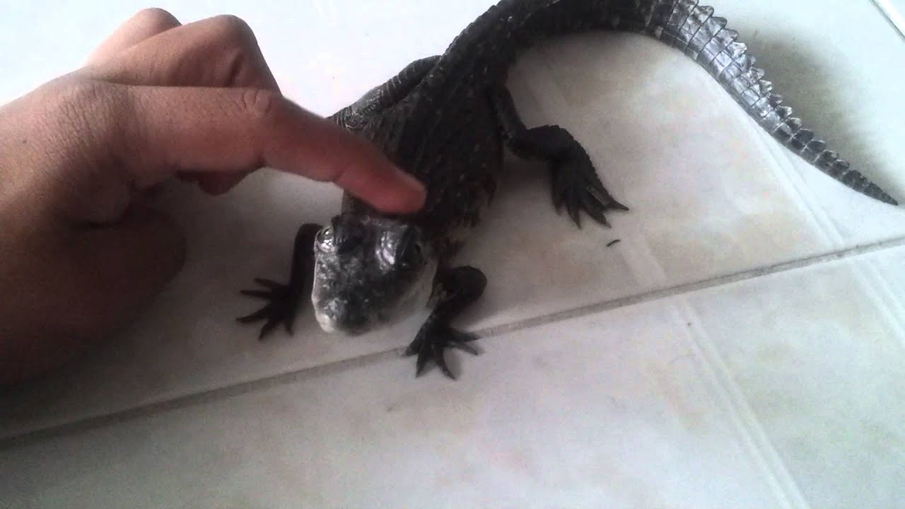 Pet baby crocodile likes to be ped
