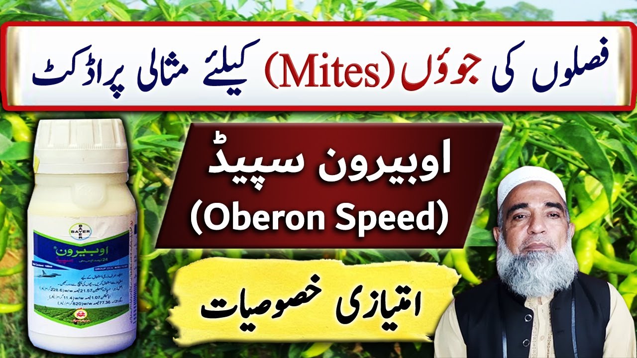 Oberon Speed 100 SC, an Ideal insecticide for Mites || Crop Reformer