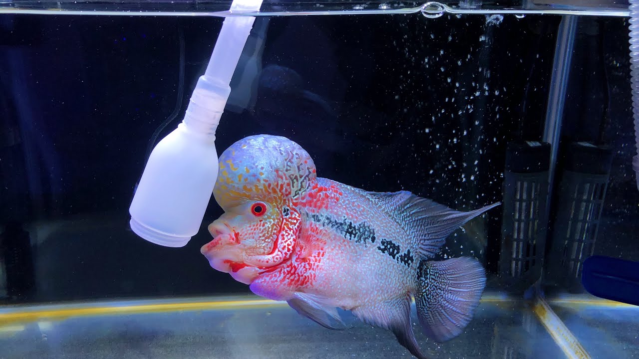 How to Water change Flowerhorn tank