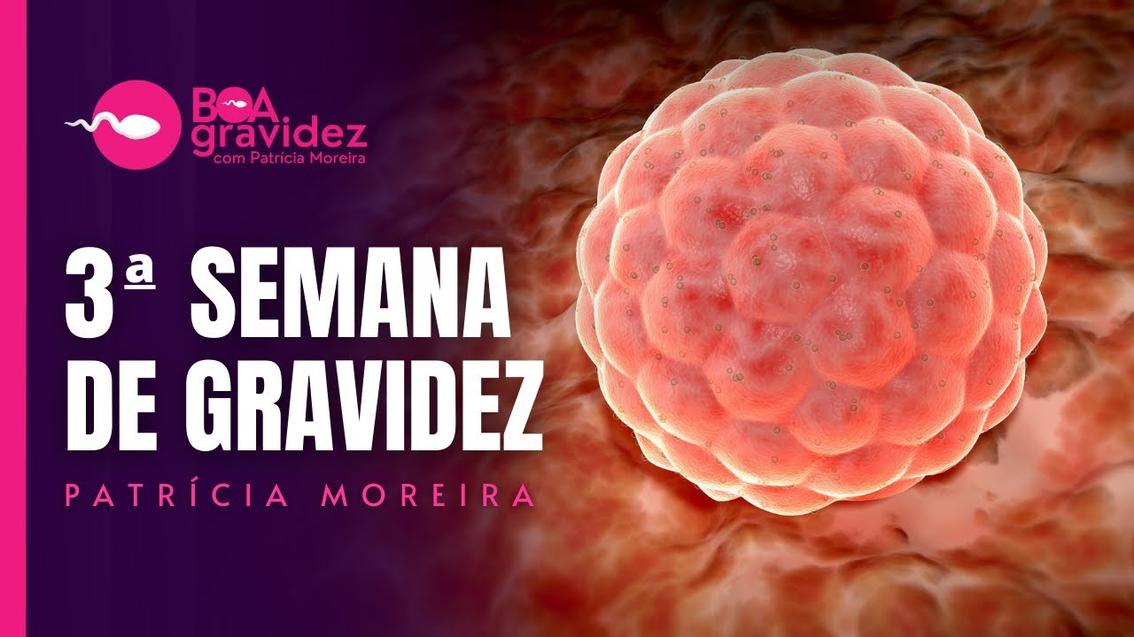 3ª SEMANA DE GRAVIDEZ - Gravidez Semana a Semana 3 weeks pregnant - Pregnancy week by week