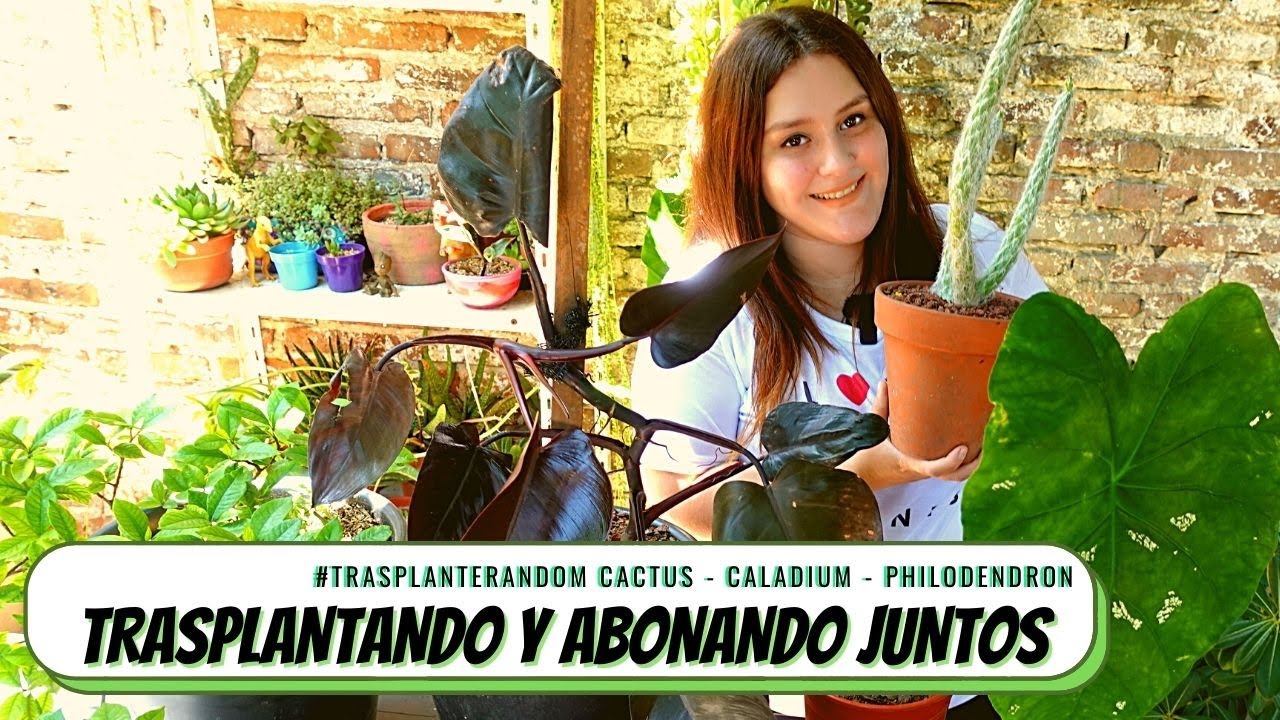 TRASPLANTANDO Y ABONANDO JUNTOS: CACTUS OLD MAN - CALADIUM - PHILODENDRON #TRASPLANTERANDOM