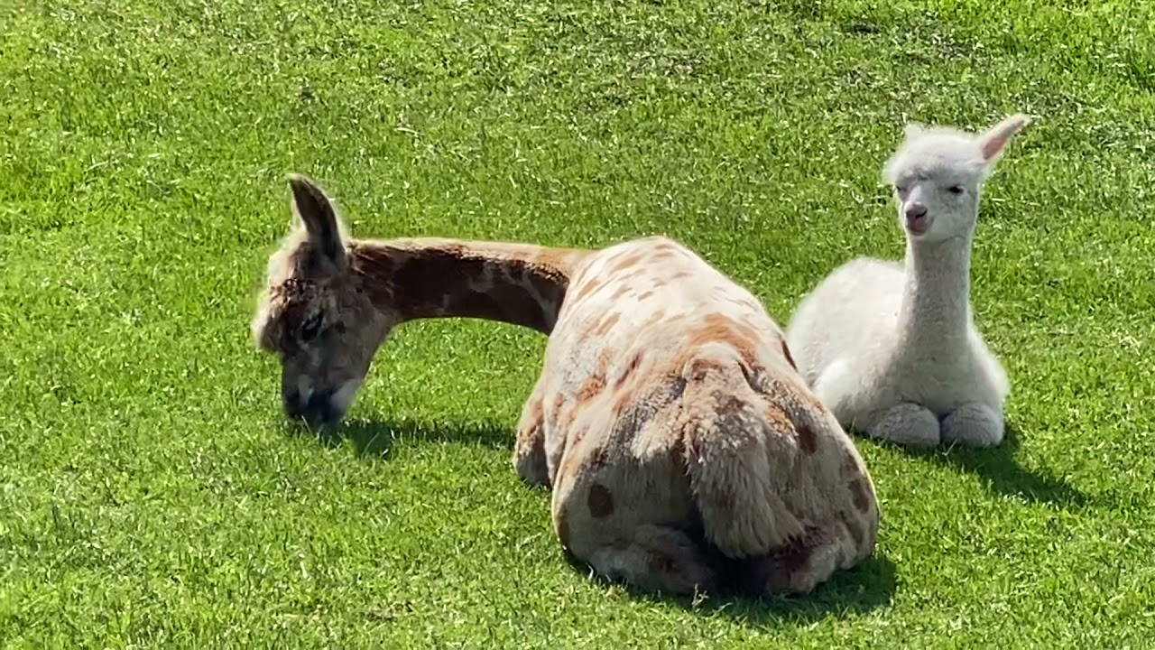 Is my alpaca in labour or about to birth?