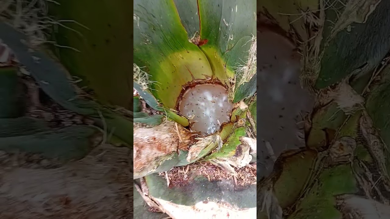 Aquí El Resultado De Los Magueyes 