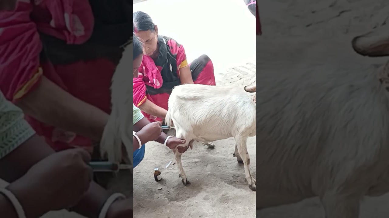 #how to give intramuscular injection injection#goat  #goats #shorts#short#shortvideo