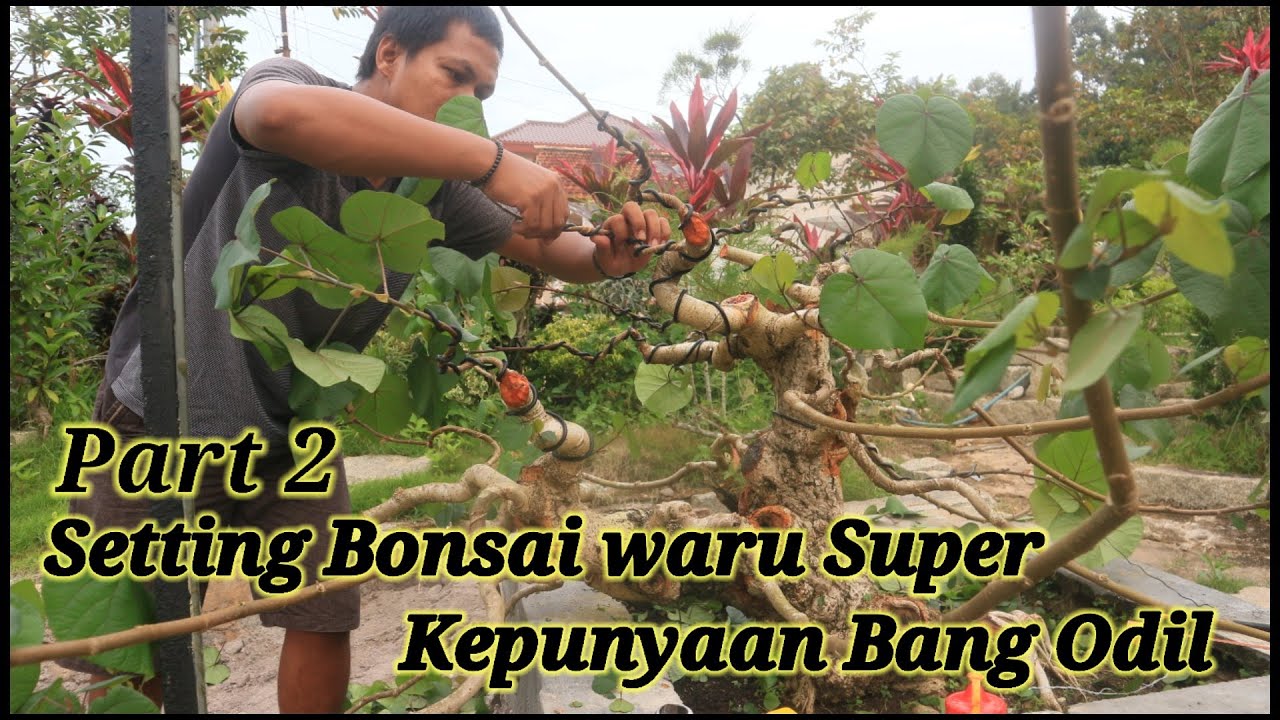 bonsai waru super kepunyaan bang odil
