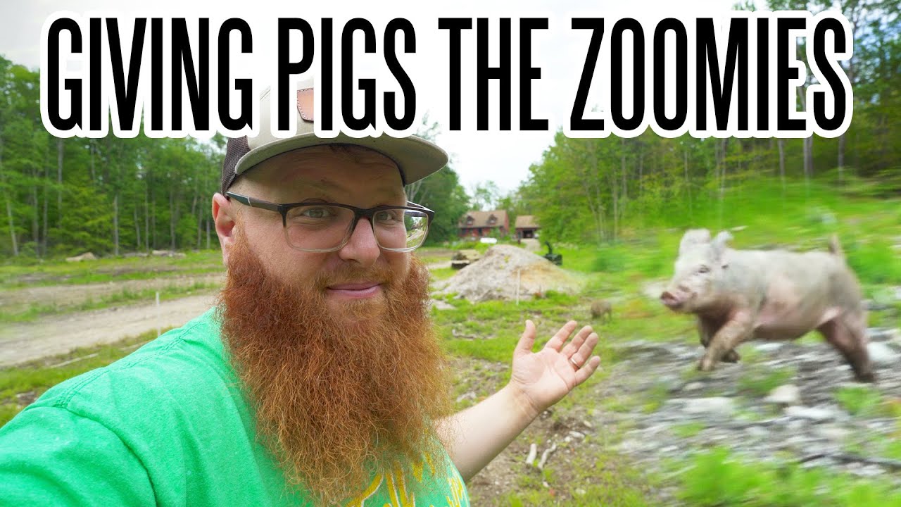 Inexpensive Fencing For Pastured Pigs