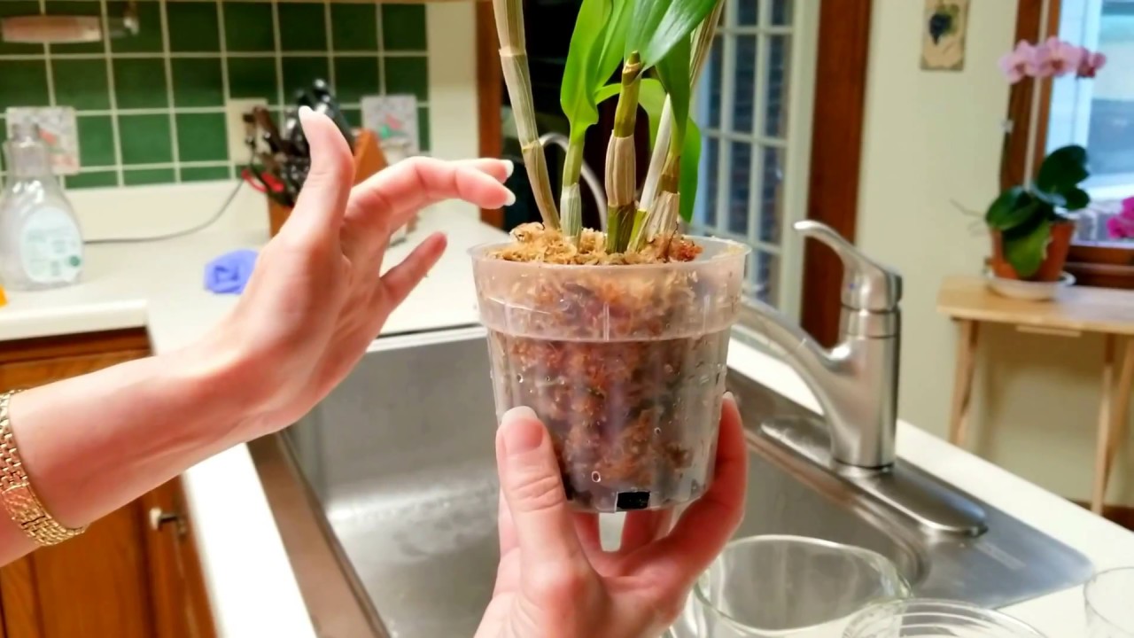 Watch me convert a Dendrobium from water culture to sphagnum moss!