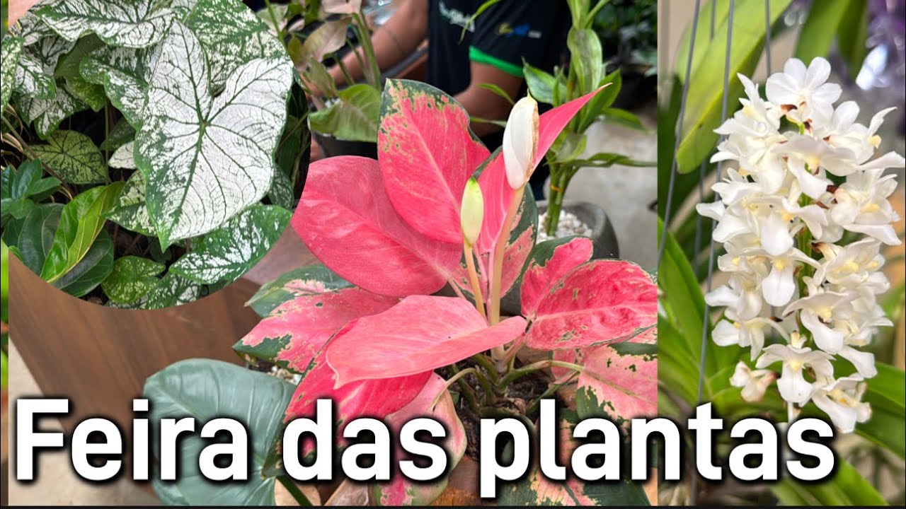 Mercadão das plantas