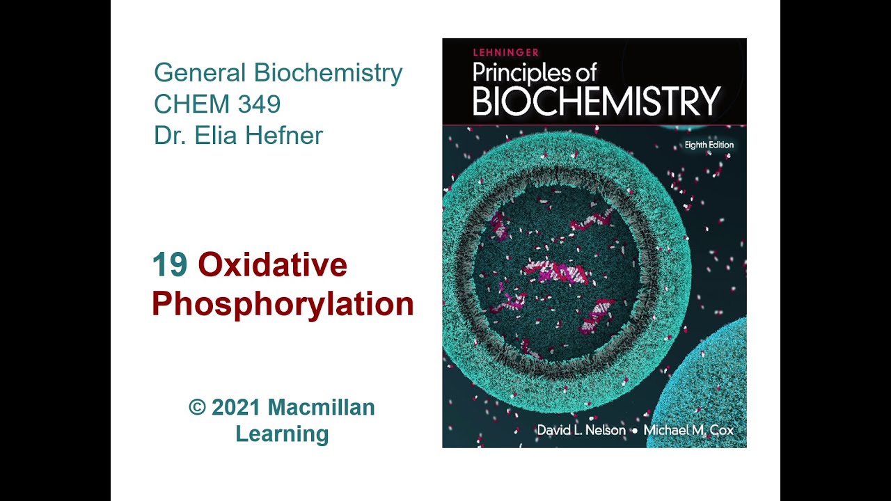 Chapter 19 - Oxidative Phosphorylation