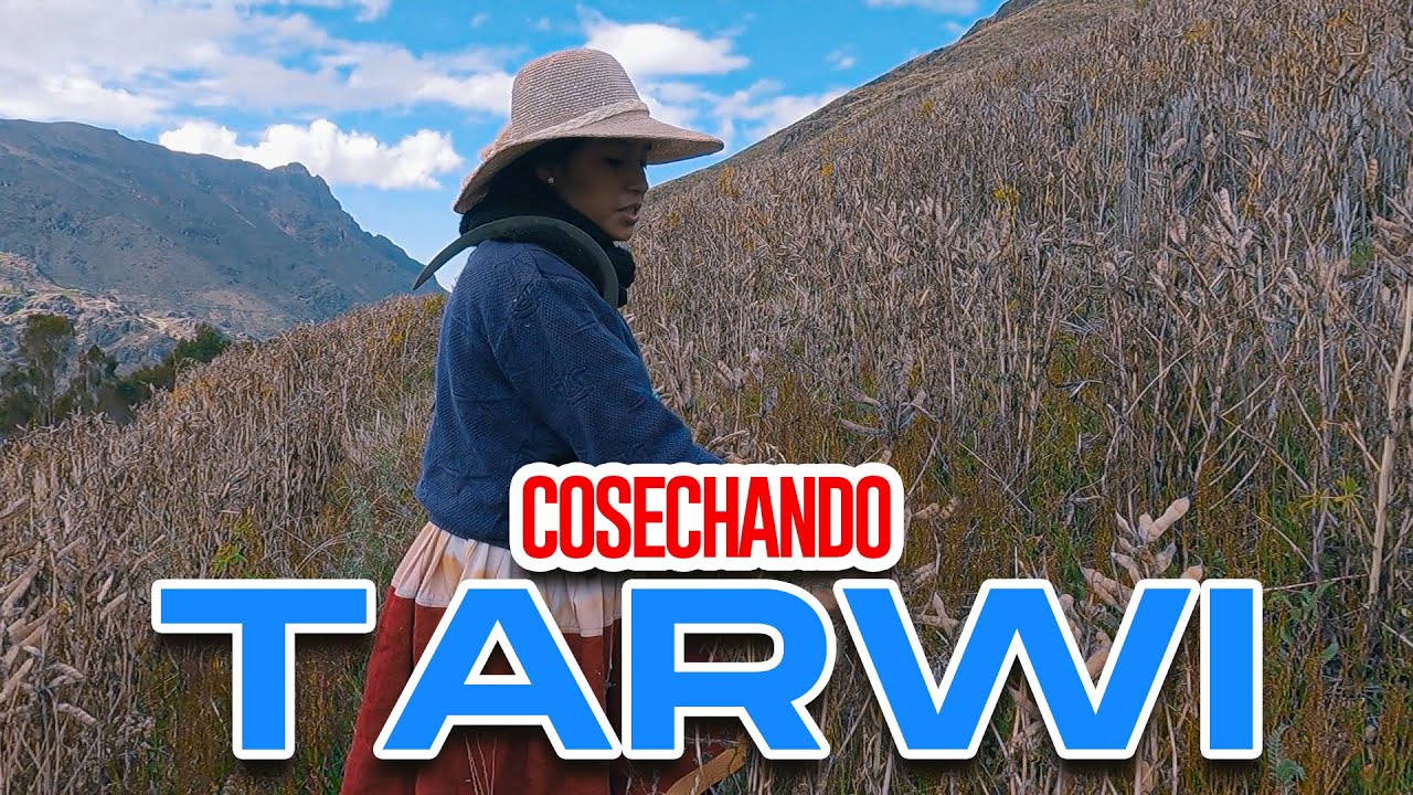 Cosecha del Tarwi (CHOCHO) - Yufre