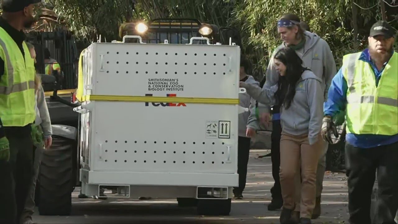 Giant panda Xiao Qi Ji departs DC’s National Zoo for China