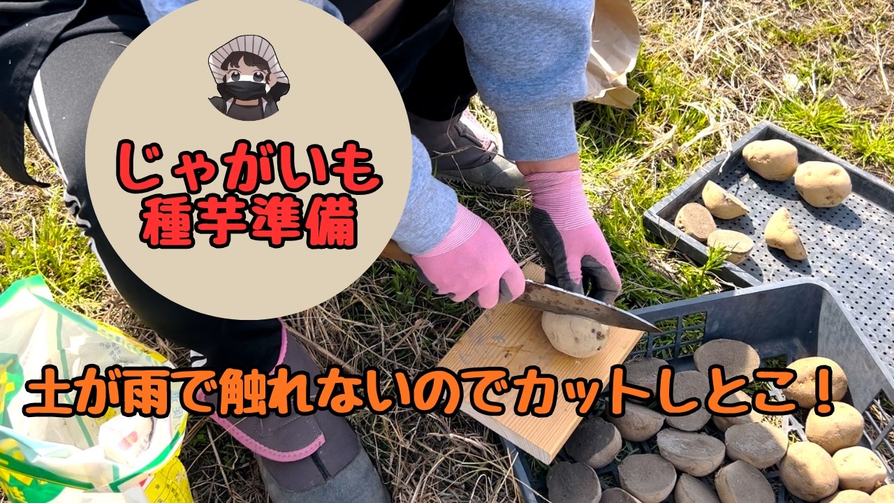 じゃがいもの種芋の準備しました！【キタアカリ】【男爵】【ジャガイモ】【家庭菜園】