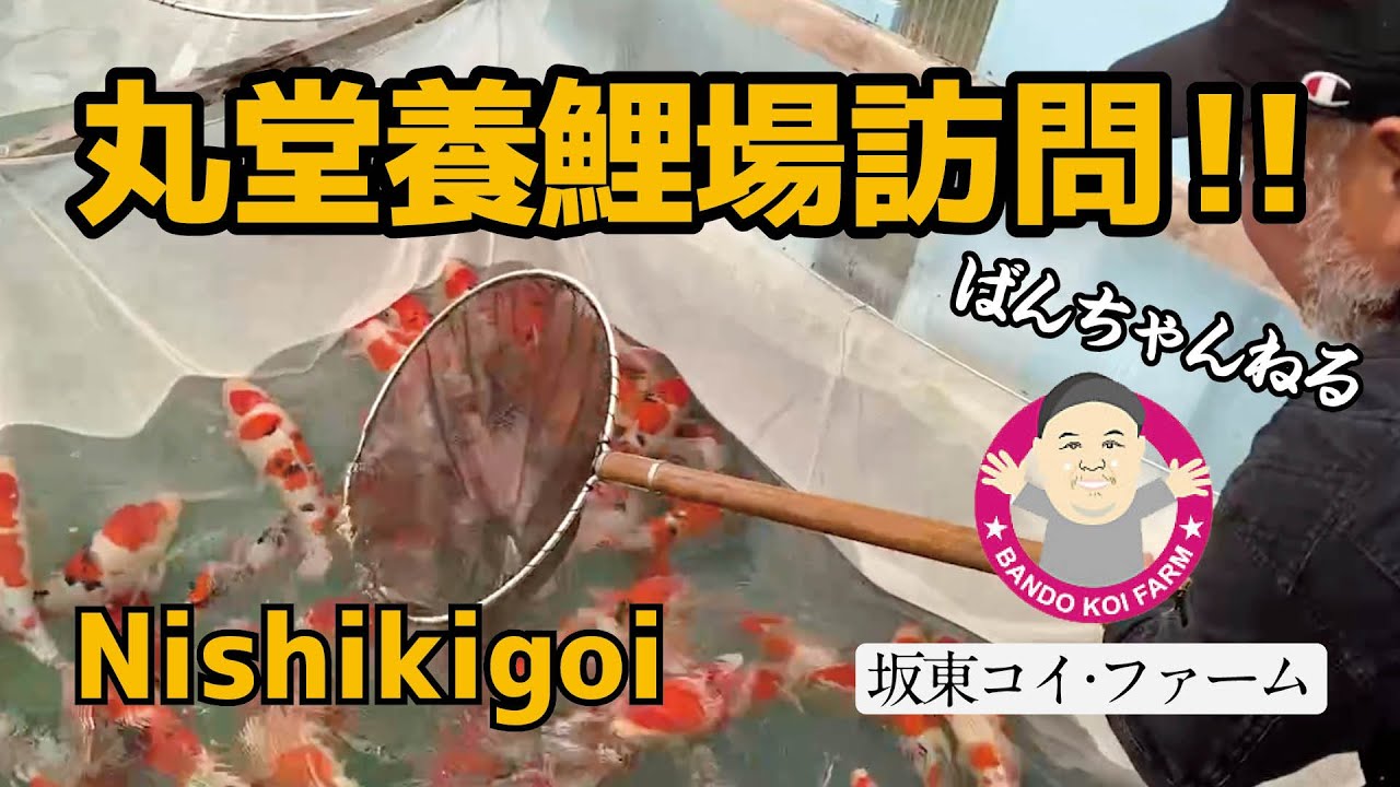 ［坂東コイ・ファーム］ばんちゃんねる　丸堂養鯉場の2歳抽選に来ました。　#koi #koifish #錦鯉