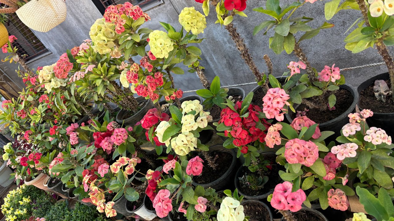 March Sunday Terrace Garden Overview 😍